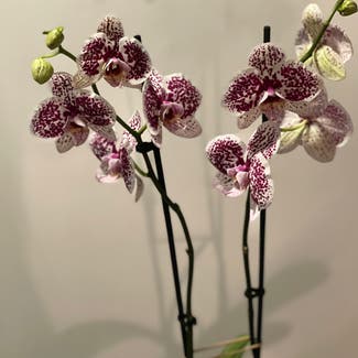 Phalaenopsis Orchid plant in Virginia Gardens, Florida
