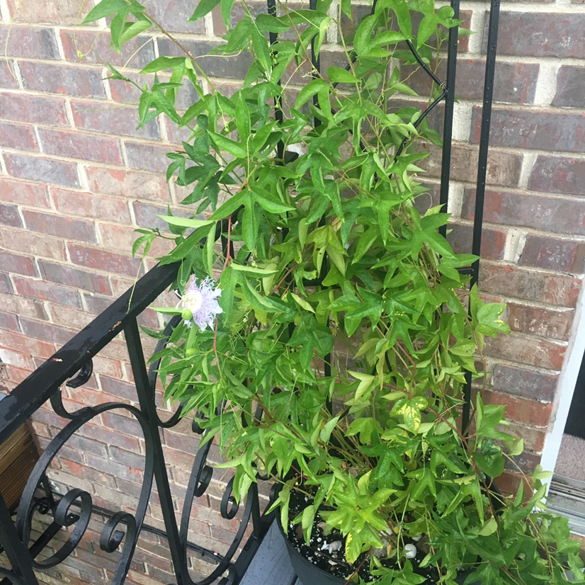 Bluecrown Passionflower plant in a pot on a balcony with green leaves and a visible flower.