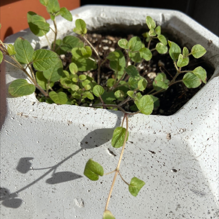 Healthy, vibrant oregano plant growing in a white stone planter with ideal care conditions and no signs of pests or disease.