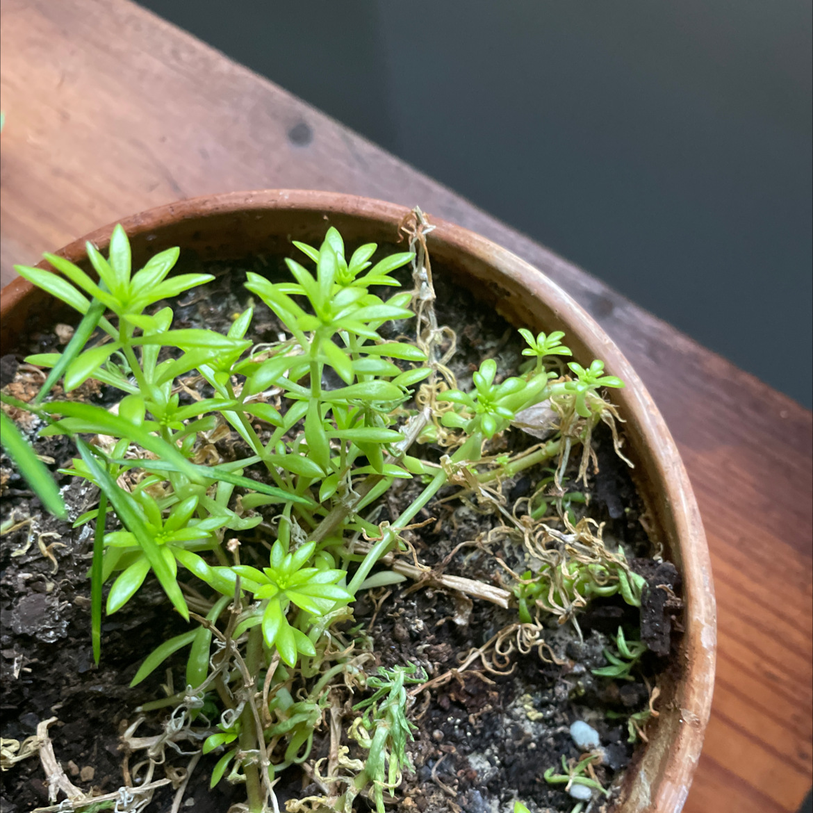 Potted Stringy Stonecrop plant with some dried and brown stems.