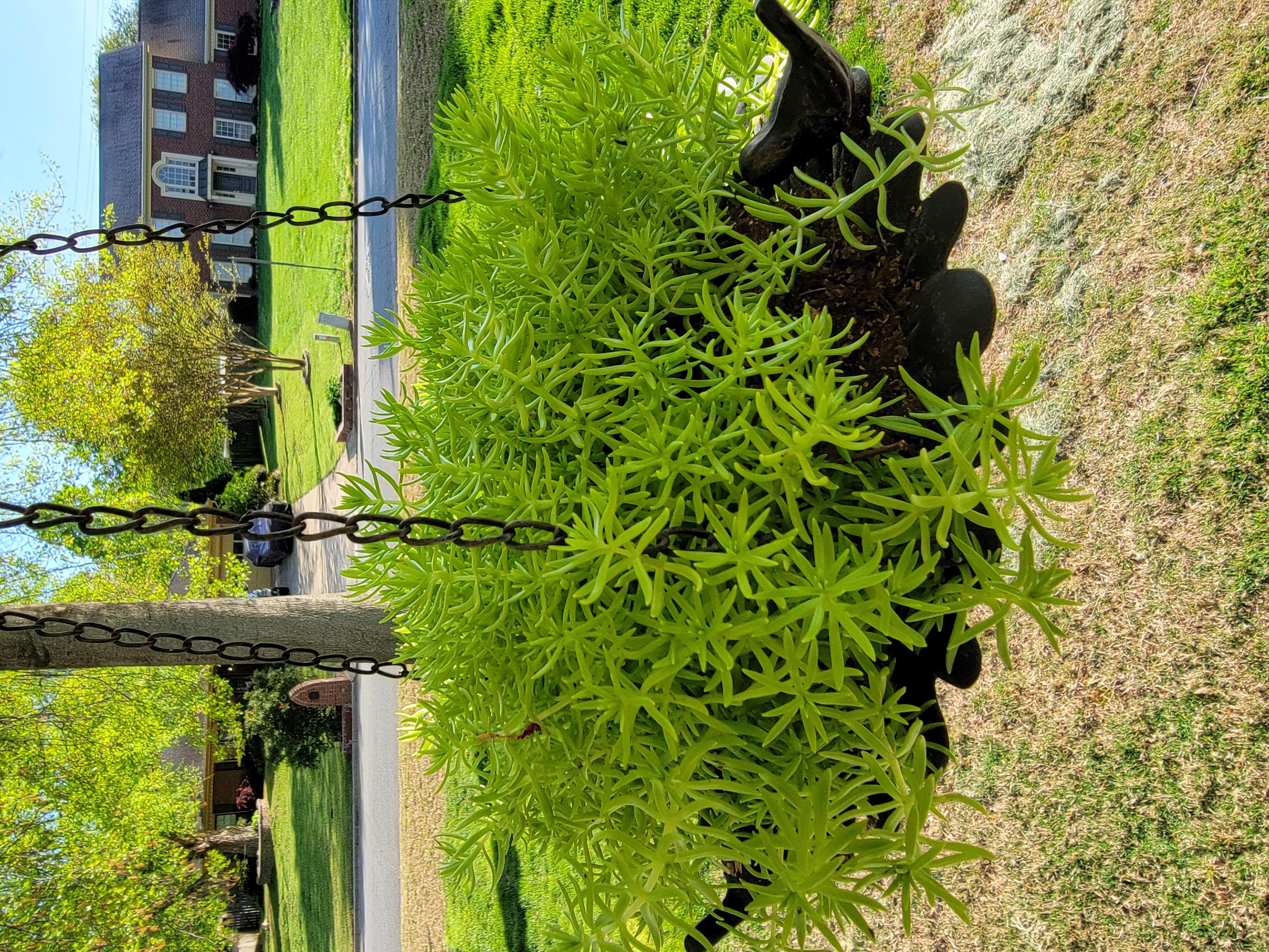 Why Are There Black Spots on My Sedum 'Lemon Ball' Leaves?