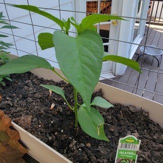 Jalapeño Pepper plant in Lawrenceville, Georgia
