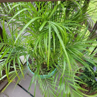 Pygmy Date Palm plant in Lawrenceville, Georgia