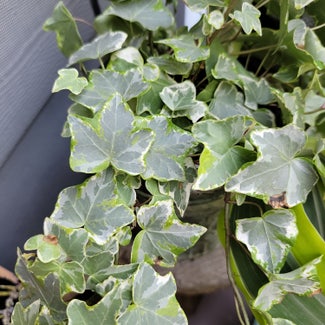 English Ivy plant in Lawrenceville, Georgia