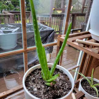 Aloe vera plant in Lawrenceville, Georgia