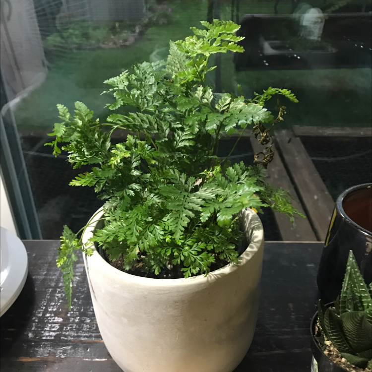 Photo of the plant species Rabbit's Foot Fern by @SuburbanJungle named Alice on Greg, the plant care app