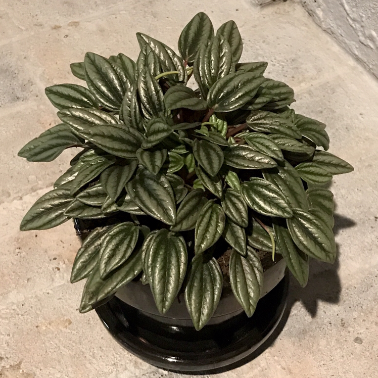 Healthy Peperomia 'Rosso' plant with dark green, textured leaves in a pot.