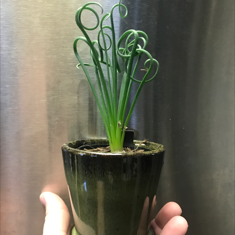 Potted Frizzle Sizzle plant with curly leaves, held by hands.