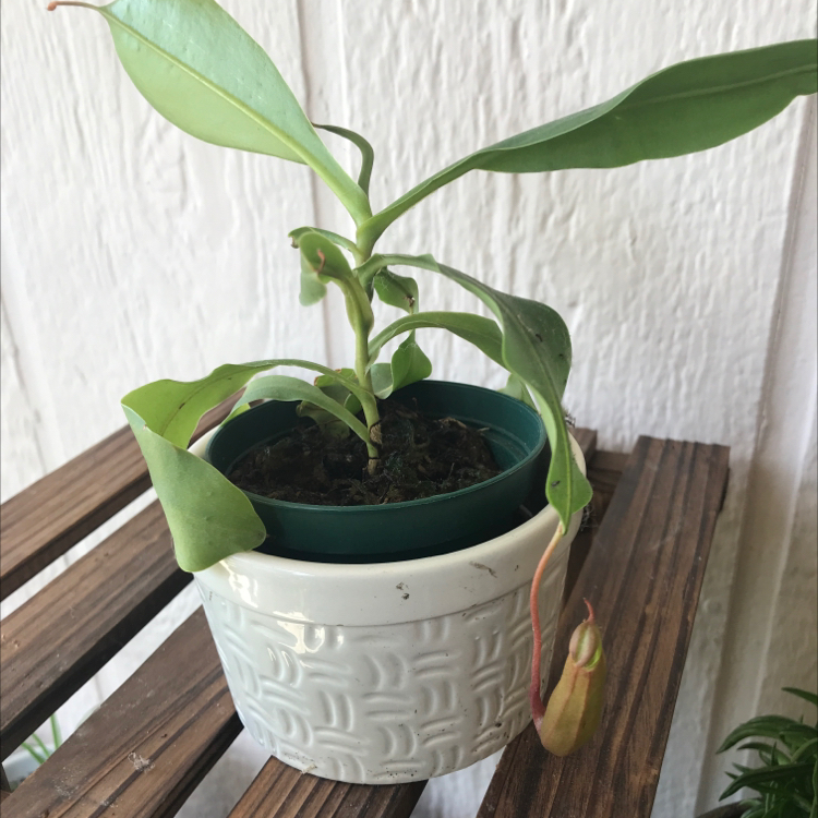 Potted Tropical Pitcher Plant with visible pitcher and healthy green leaves.