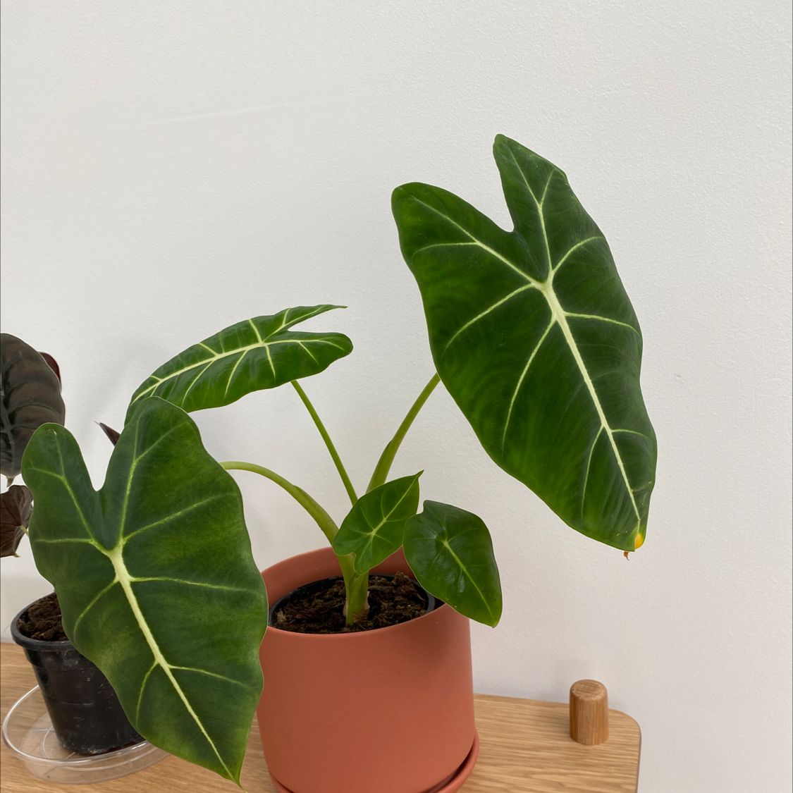 Green Velvet Alocasia plant in a pot with healthy green leaves.