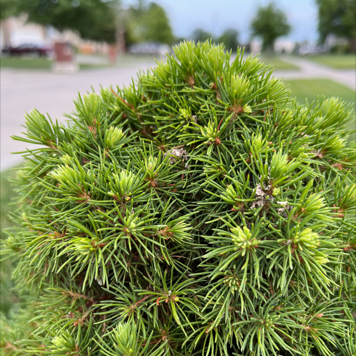 Close-up of a healthy Dwarf Mountain Pine with dense, green needle-like foliage.