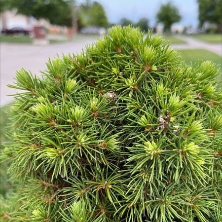 Photo of the plant species Dwarf Mountain Pine by Rulerblusher named Your plant on Greg, the plant care app
