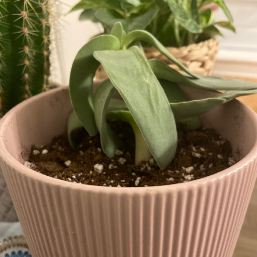 A healthy succulent plant in a pink pot with visible soil.