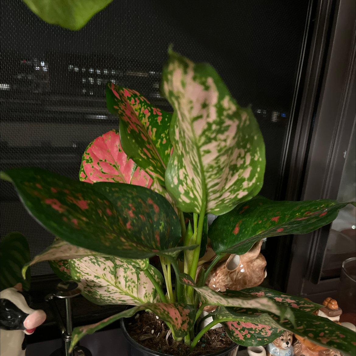 Pink Dalmatian Aglaonema plant with variegated pink and green leaves, placed near a window.