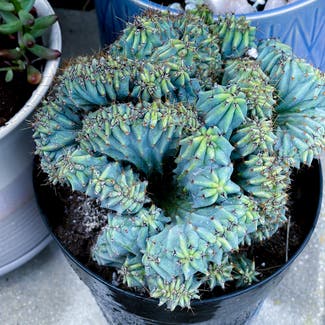 Crested Blue Flame plant in San Antonio, Texas