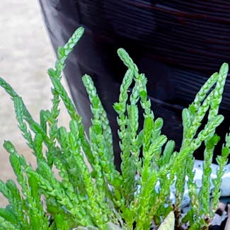 Rattail Crassula plant in Garden Ridge, Texas