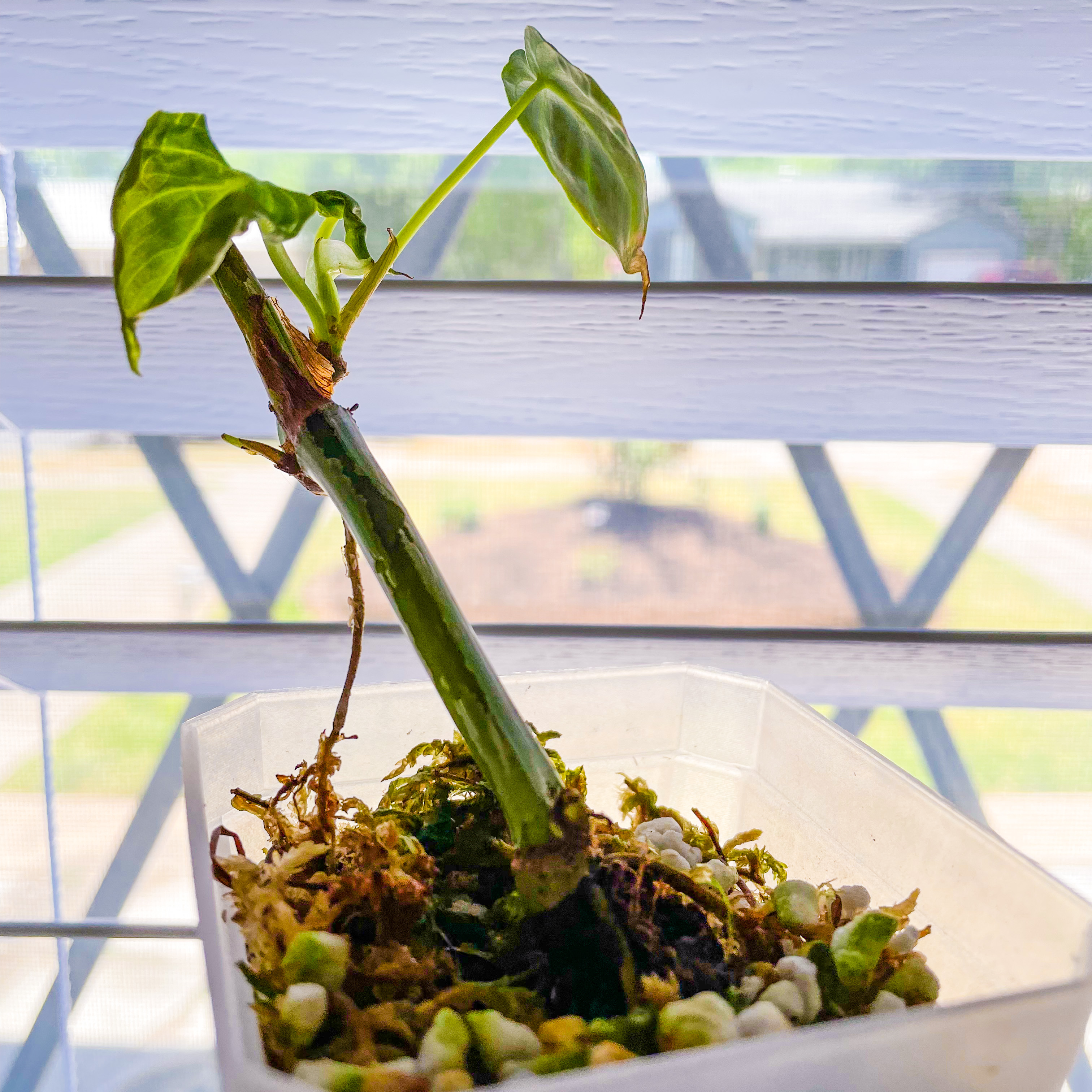 Ecuador Philodendron plant in a container with visible soil and moss. Some leaves show yellowing and browning.