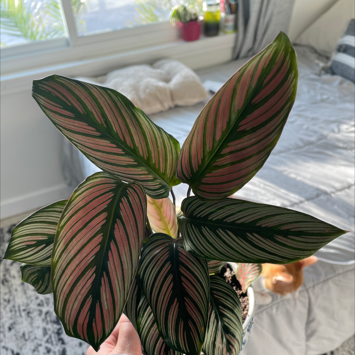 Goeppertia majestica plant with vibrant pink and green variegated leaves, held by a hand.