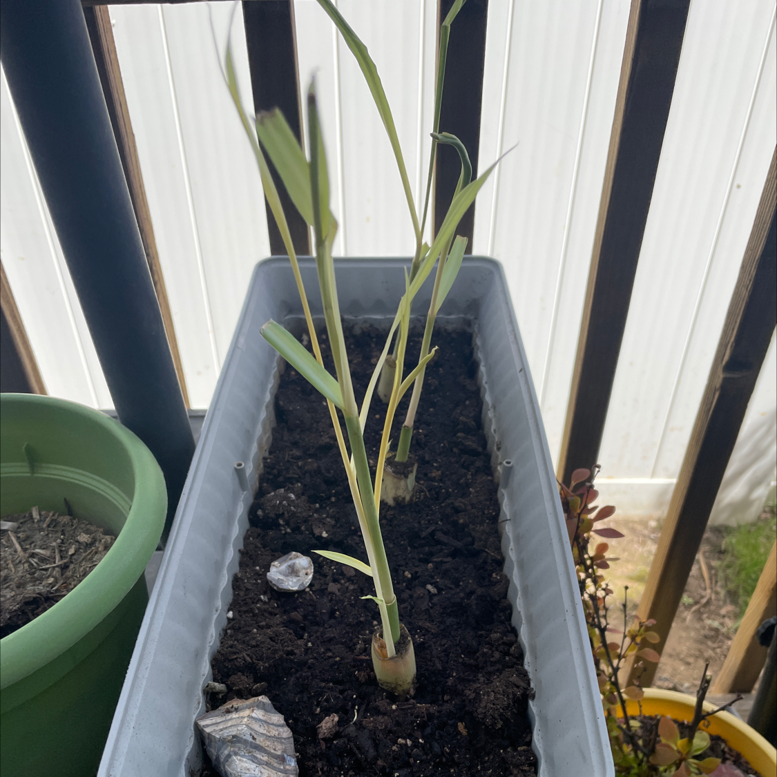 Young Lemon Grass plant in a rectangular planter with visible soil.