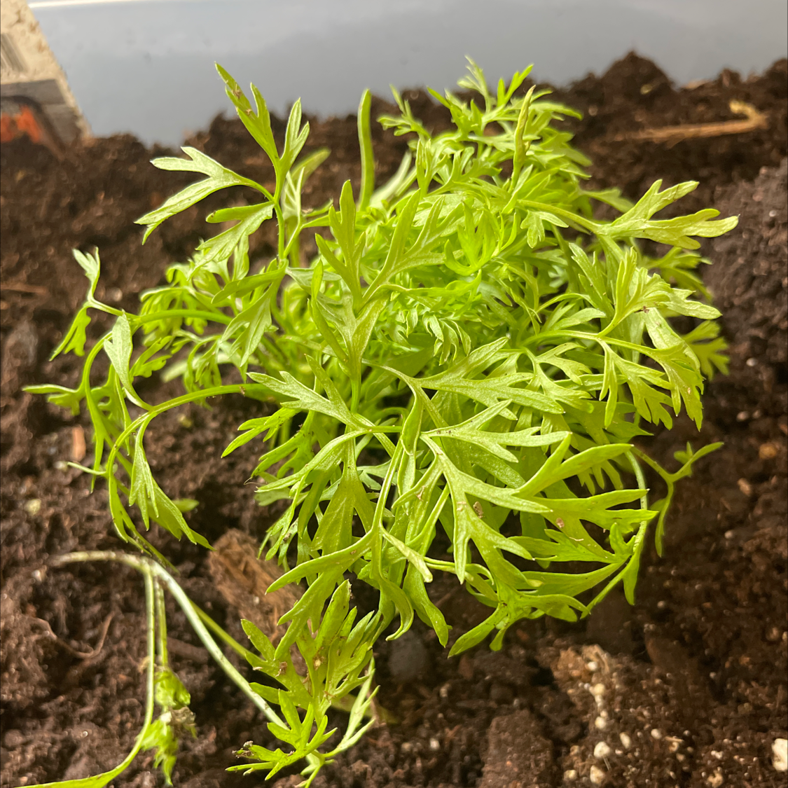 Young Wild Carrot plant with feathery green leaves in soil.