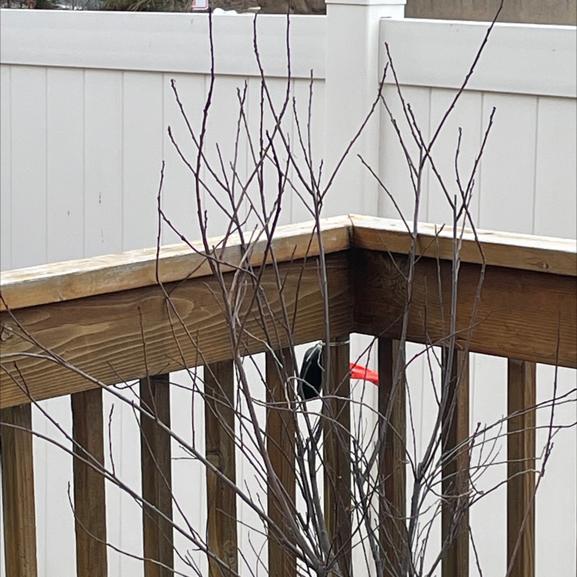 Japanese Flowering Cherry plant with bare branches, no leaves or flowers, in a dormant state.