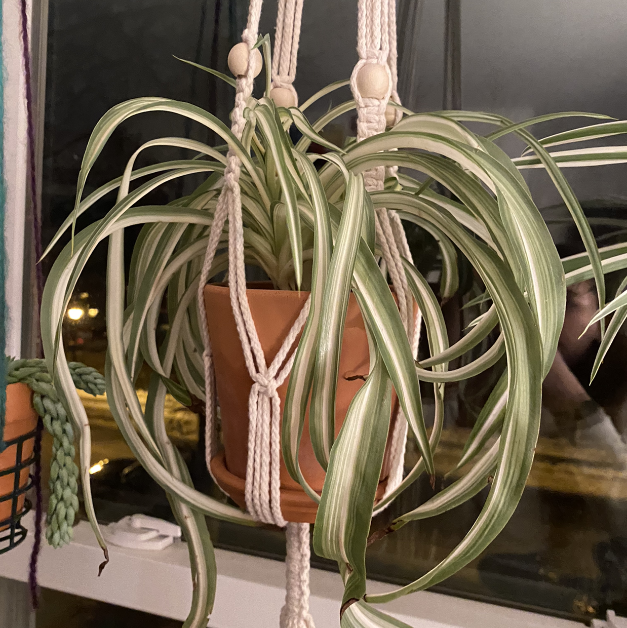Curly Spider Plant in a hanging pot with green and white striped leaves, slight browning on one leaf.