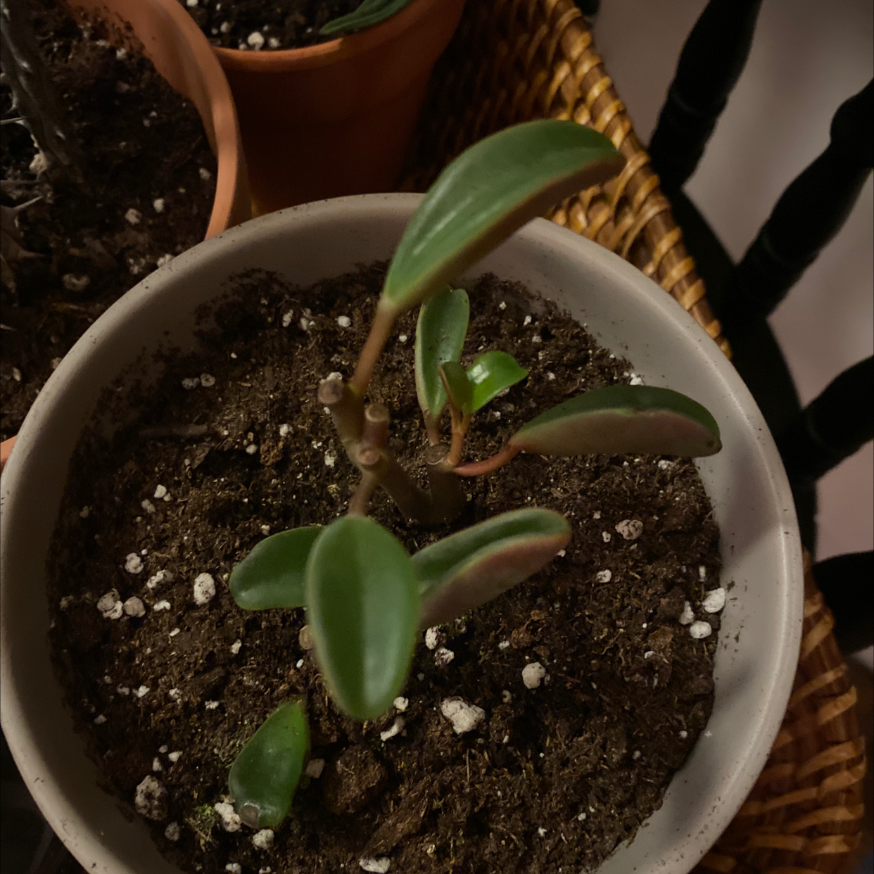 Peperomia graveolens 'Ruby Glow' plant in a pot with visible soil and healthy leaves.