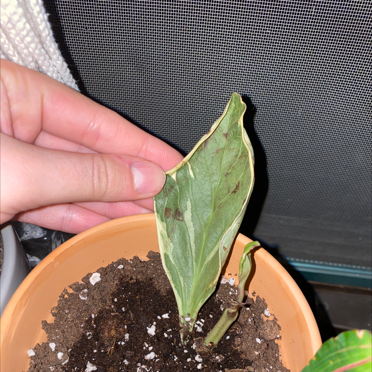 Rainbow Peperomia plant with browning and black spots on leaves, hand holding a leaf.