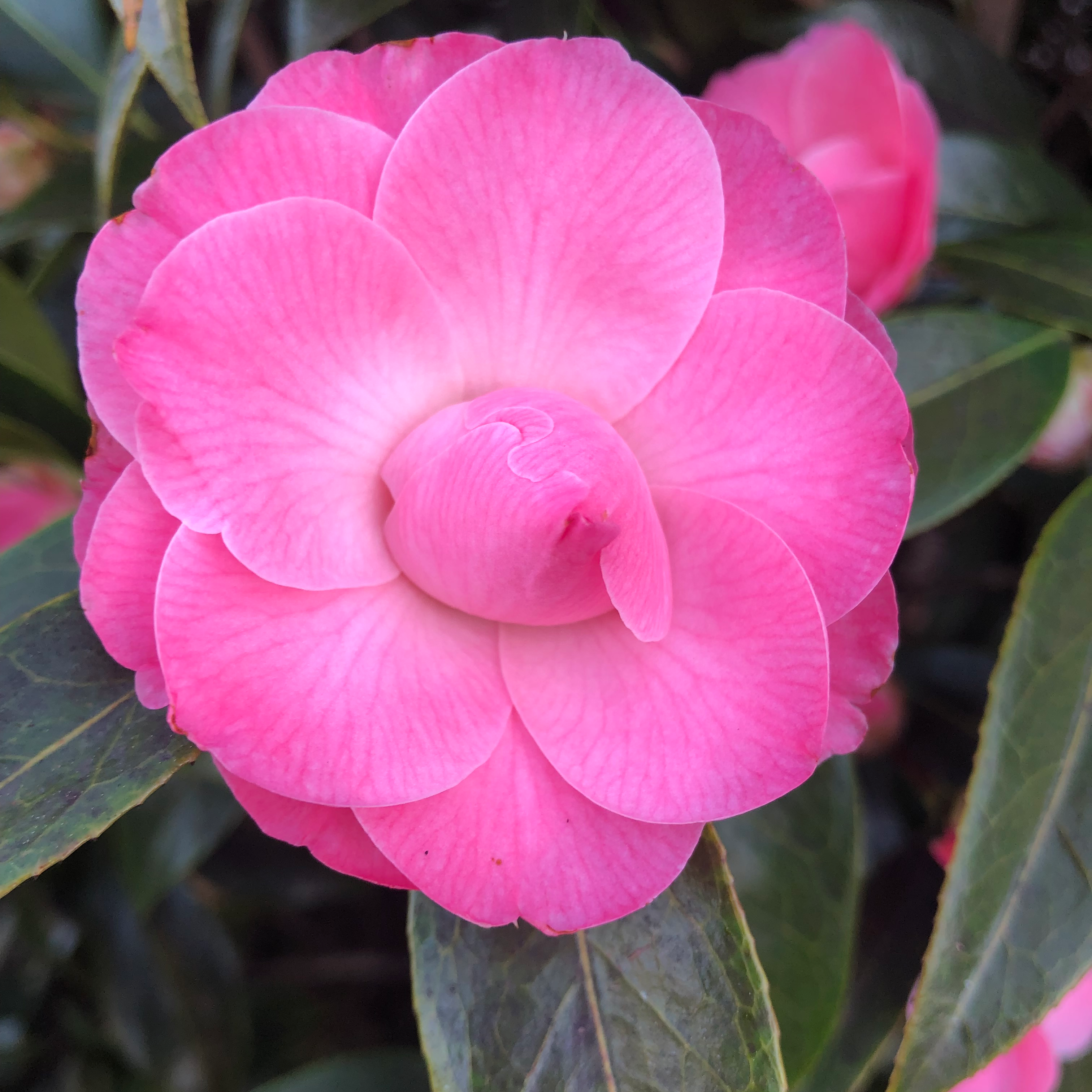 Camellia Is Not Toxic To Dogs 🐶