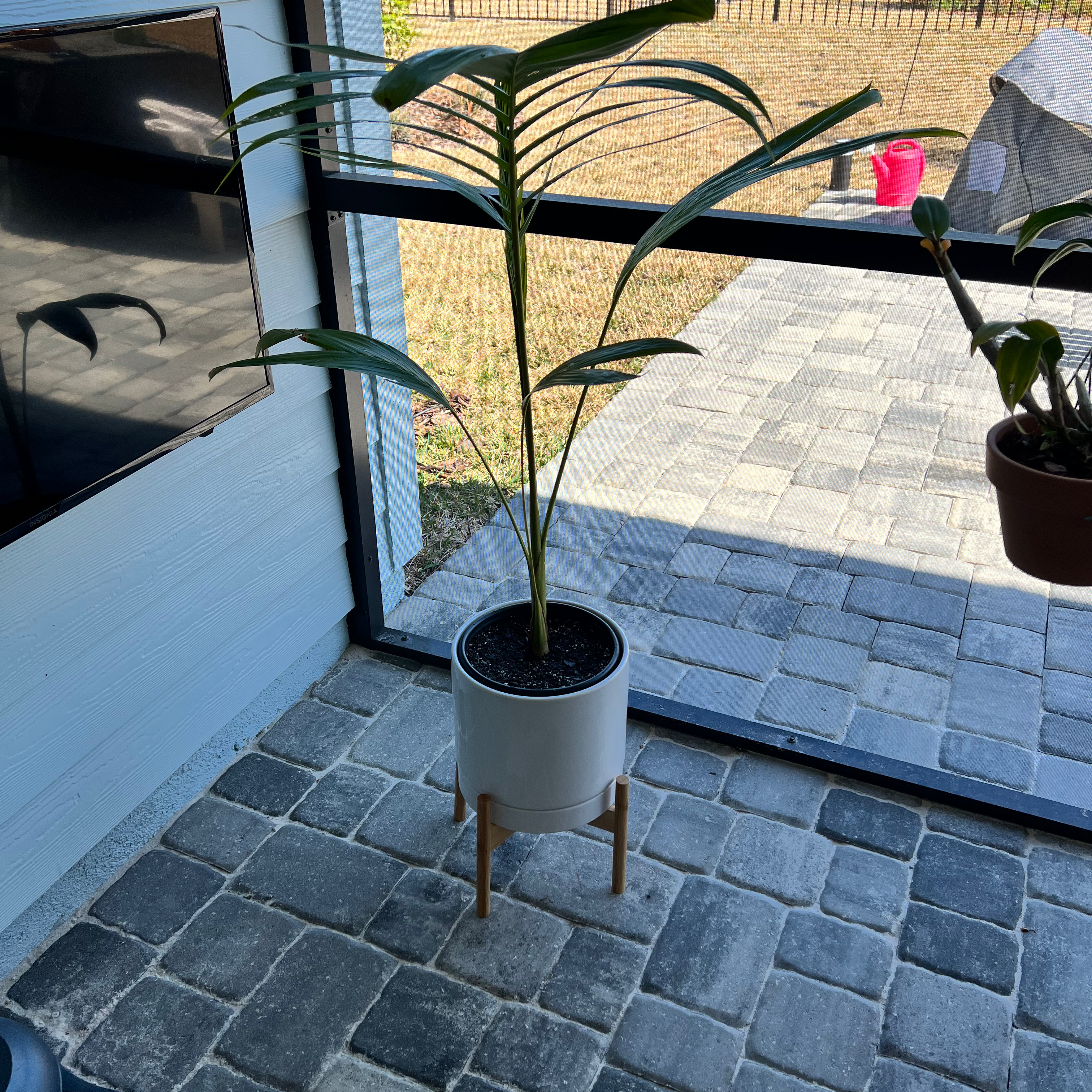 Photo of the plant species Purple King Palm Tree by @clos96 named Purple King Palm on Greg, the plant care app