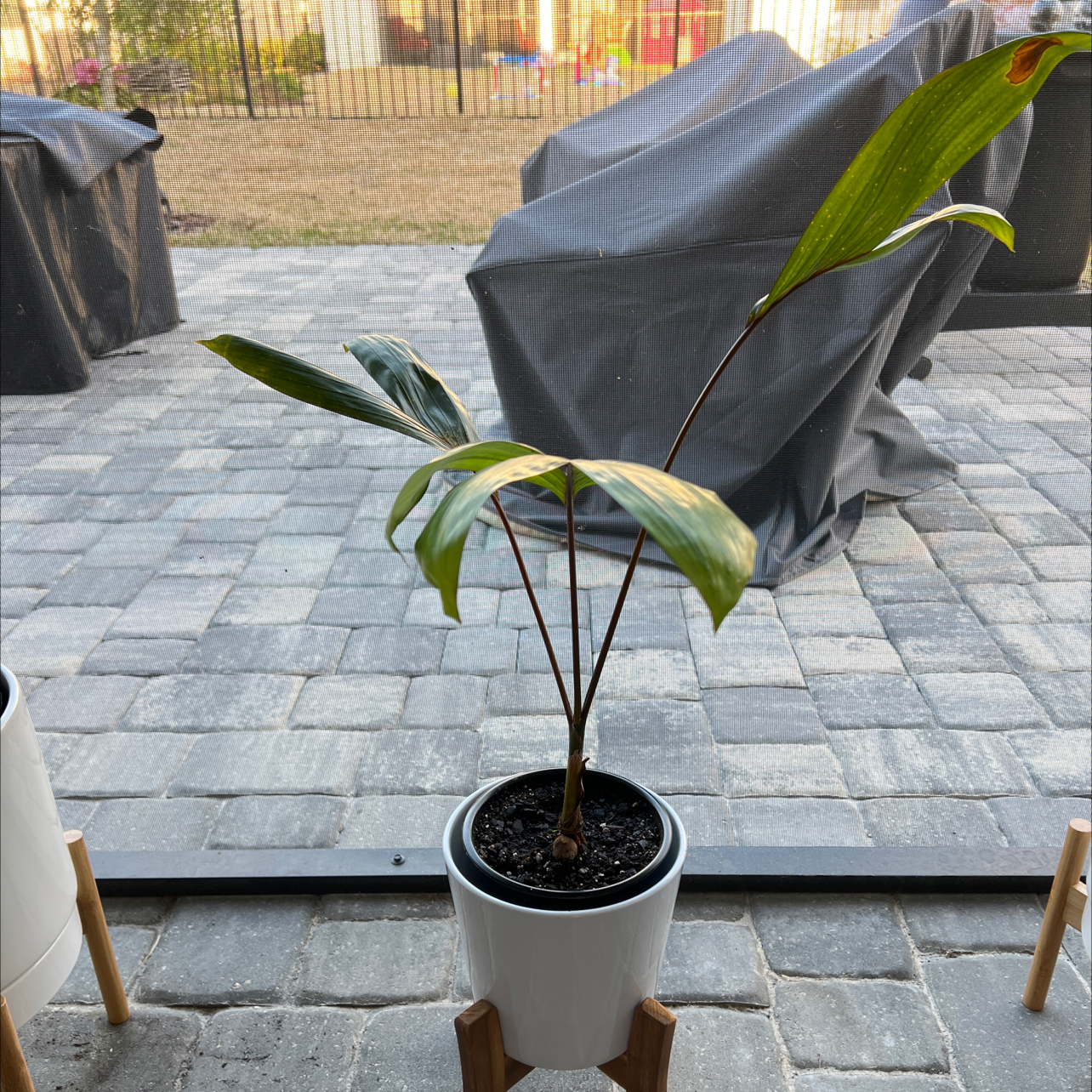 Photo of the plant species Red Sunset Palm by @clos96 named Areca V Red on Greg, the plant care app