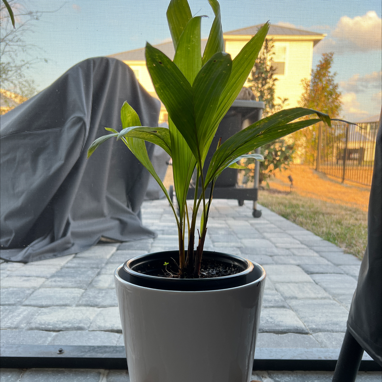 Photo of the plant species Flamethrower Palm by @clos96 named Flamethrower Palm on Greg, the plant care app