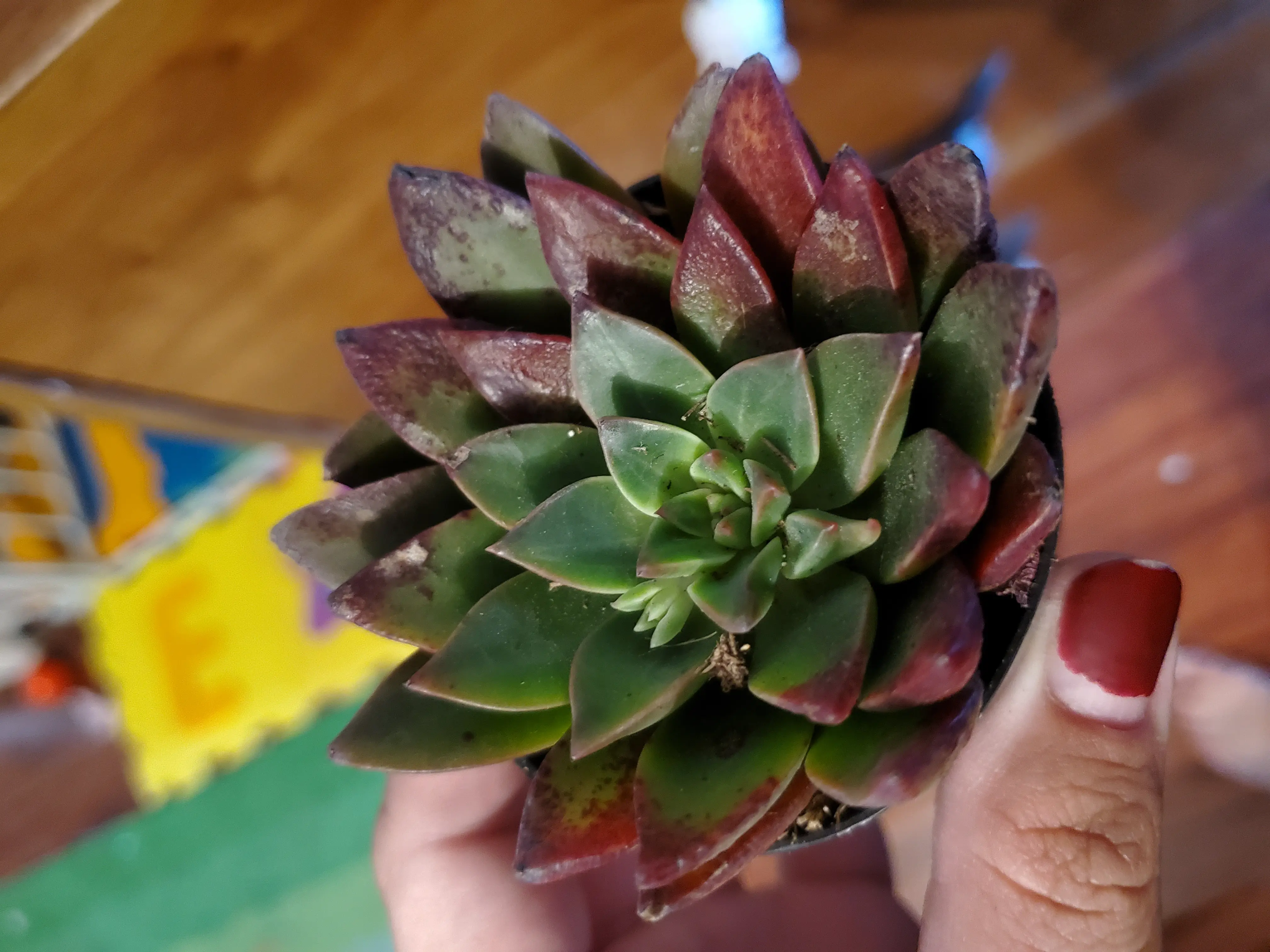 Photo of the plant species Echeveria Solar Flare by @moonstone named AB-Tacisedum Solar Flare on Greg, the plant care app