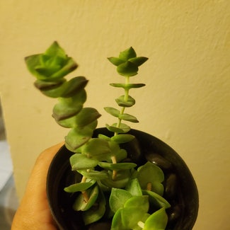 String Of Buttons plant in El Paso, Texas