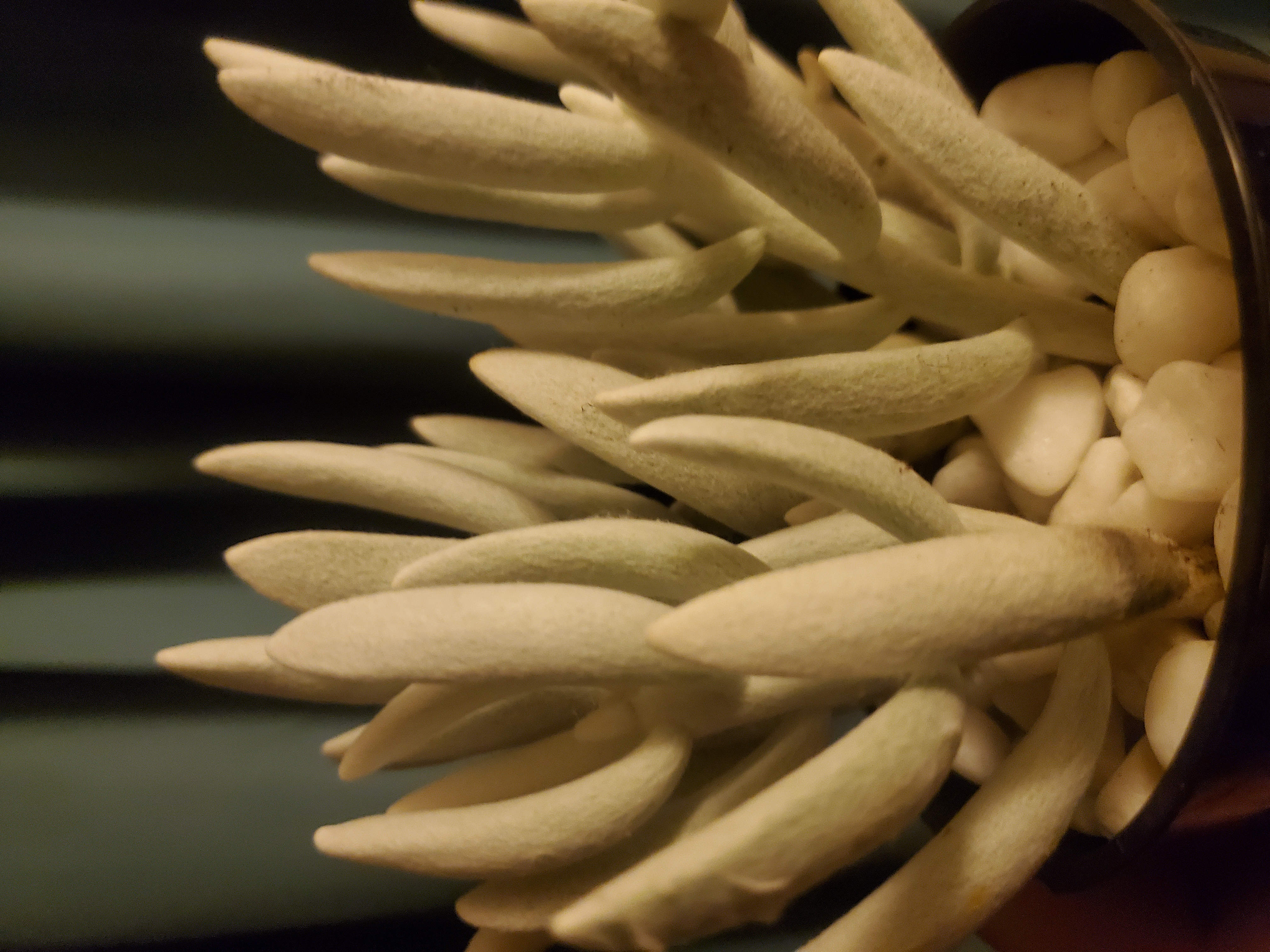 Close-up of a healthy Woolly Senecio plant with no visible discoloration.
