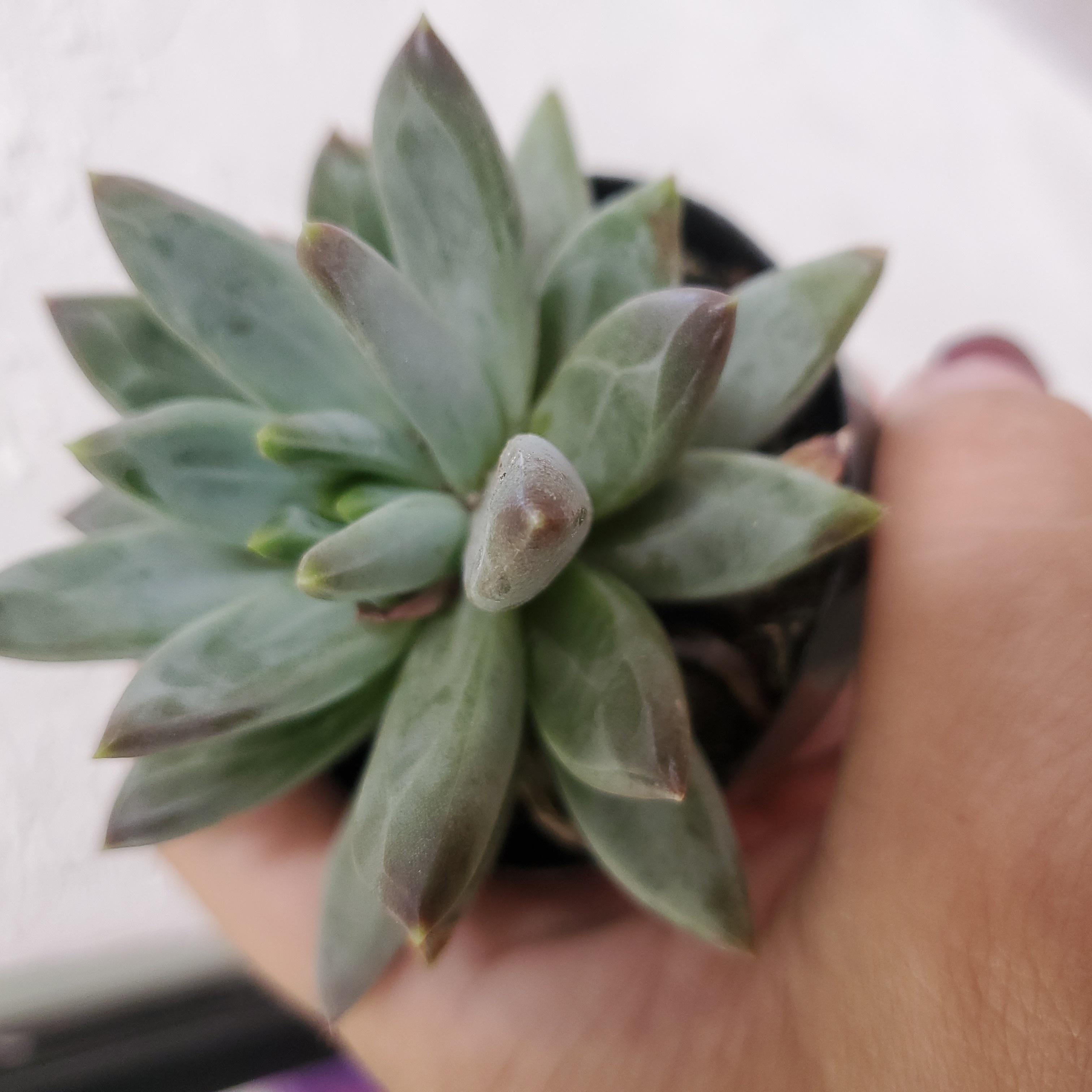 Pachyveria Little Jewel succulent held by a hand, appears healthy.