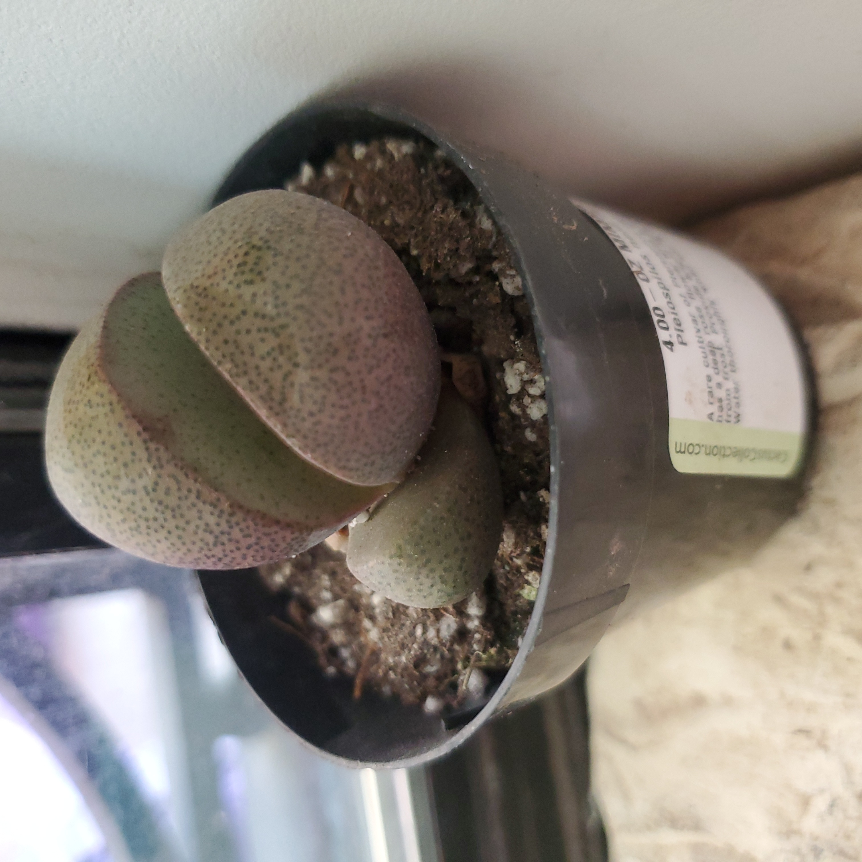 Royal Flush Split Rock plant in a small pot with visible soil, well-framed and in focus.