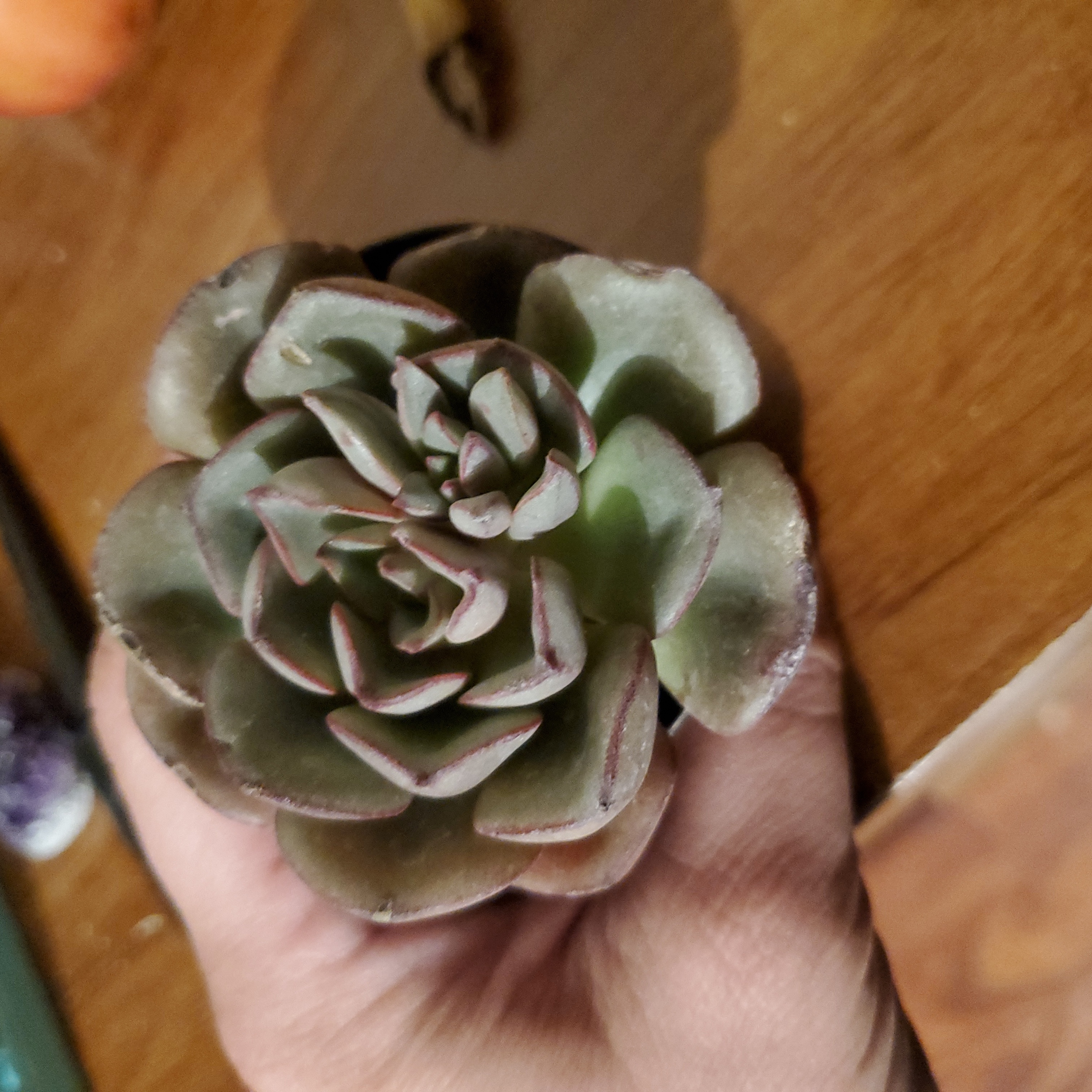 Photo of the plant species Echeveria 'Moranii' by @moonstone named AB-Moranii on Greg, the plant care app