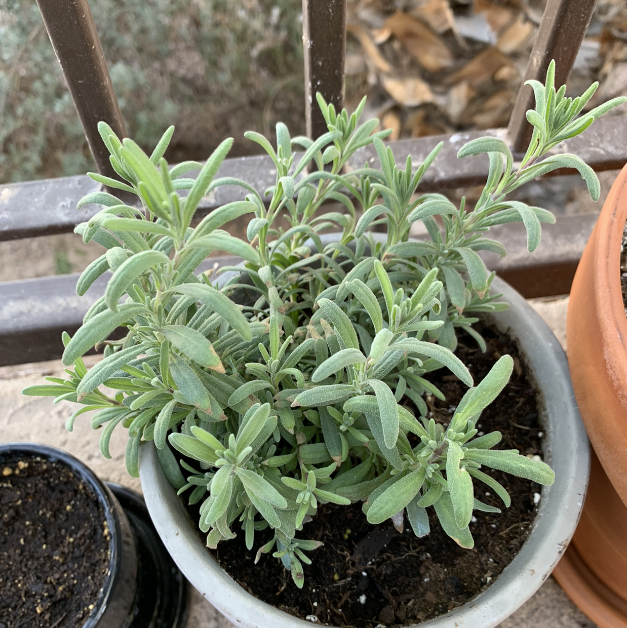 Potted Lavender plant with healthy green leaves.