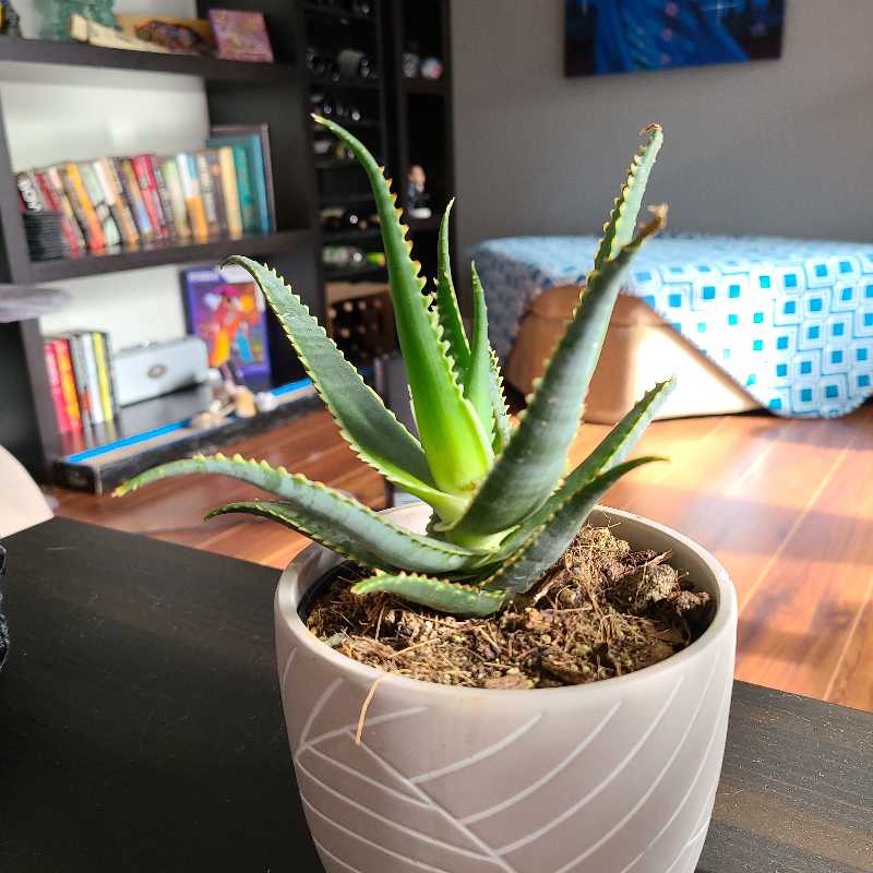 A healthy Aloe 'Swordfish' plant in a white pot placed on a table indoors.