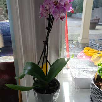 Phalaenopsis Orchid plant in Burnaby, British Columbia