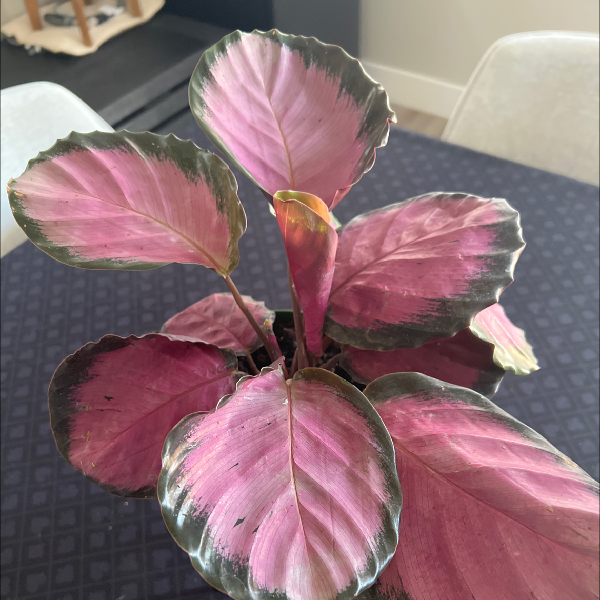 Calathea Rosy plant with vibrant pink and green leaves, well-framed and in focus.