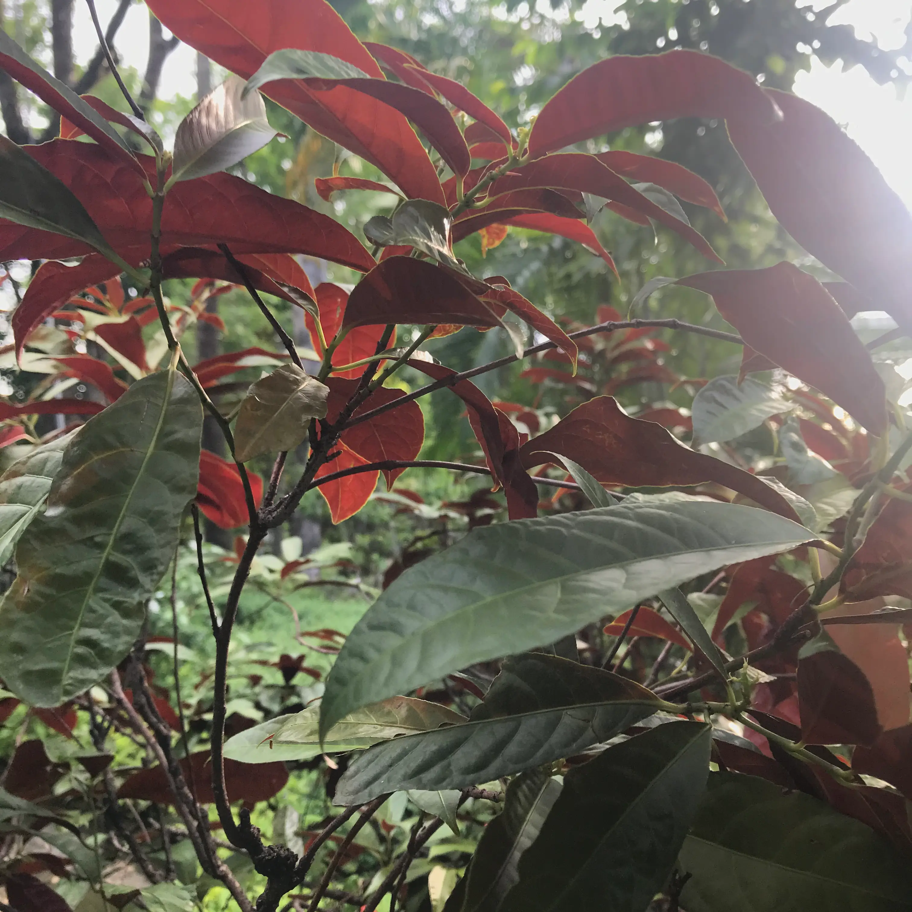 Photo of the plant species Chinese Croton by @Jeffreykh named Renunder on Greg, the plant care app