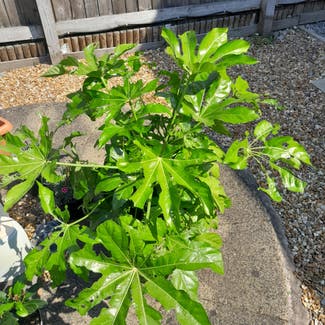 Fatsia Plant plant in Standish Lower Ground, England