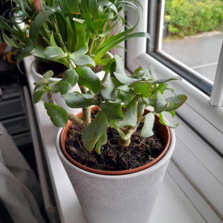 Silver Jade Plant plant in Standish Lower Ground, England