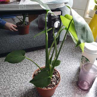 Monstera plant in Standish Lower Ground, England