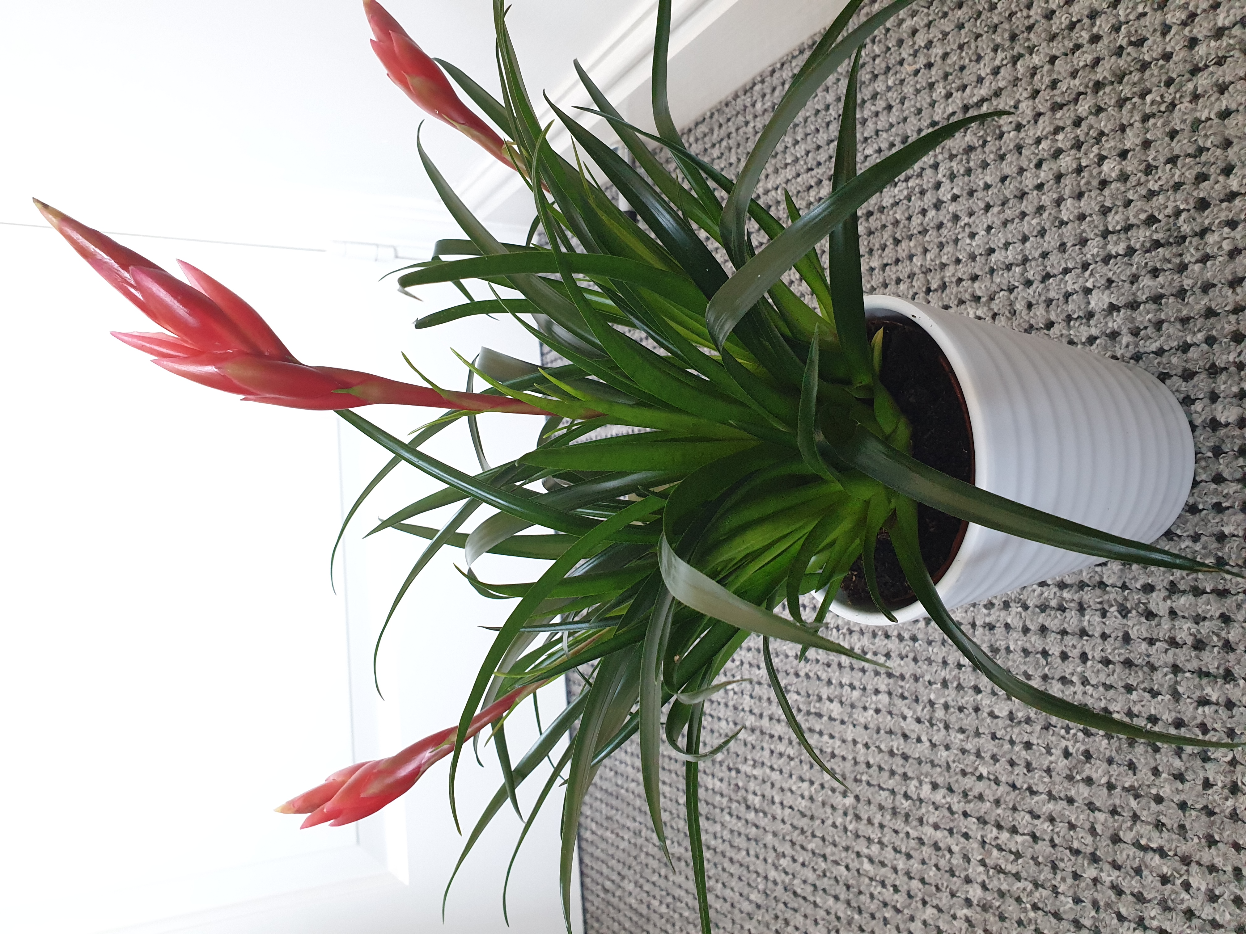 Potted Flaming Sword plant with red flower spikes and healthy green leaves.