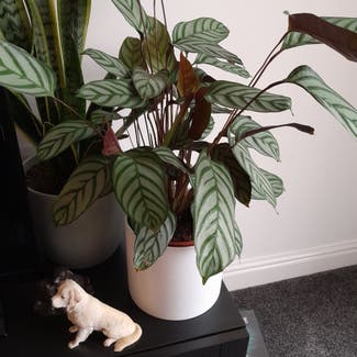 Calathea anulque plant in Standish Lower Ground, England