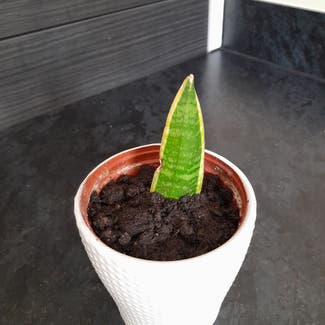 Snake Plant plant in Standish Lower Ground, England