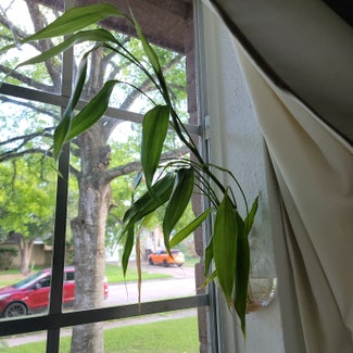 Lucky Bamboo plant in Houston, Texas